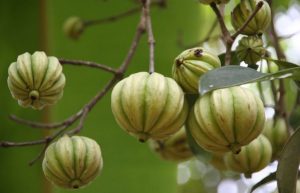 The Garcinia Plant (i.e. Brindle berry)
